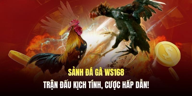 sảnh đá gà ws168 tại 8kbet